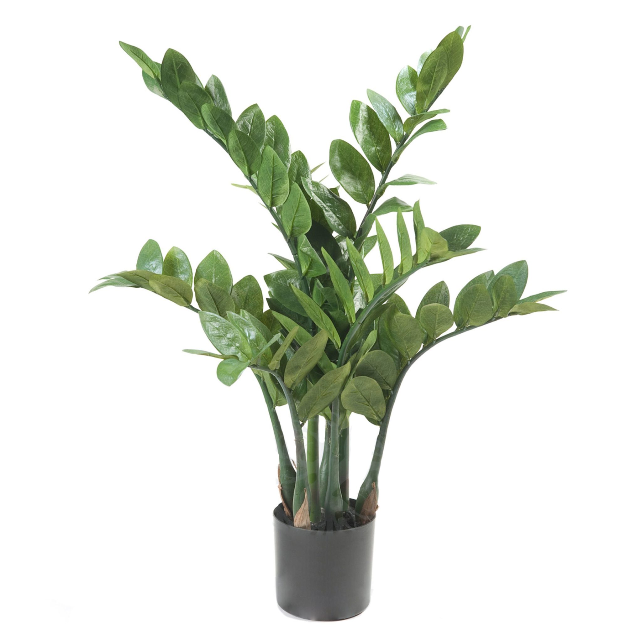 11661C-Planta_ZAMIOCULCA-70cm-scaled