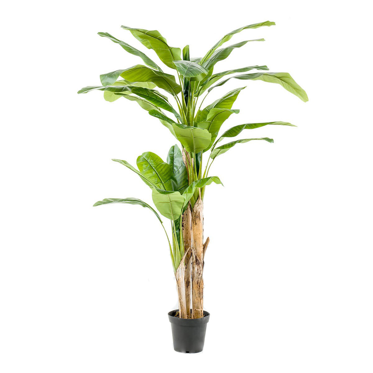 1810004-arbol-PLATANERO_MULTITRONCO (1)