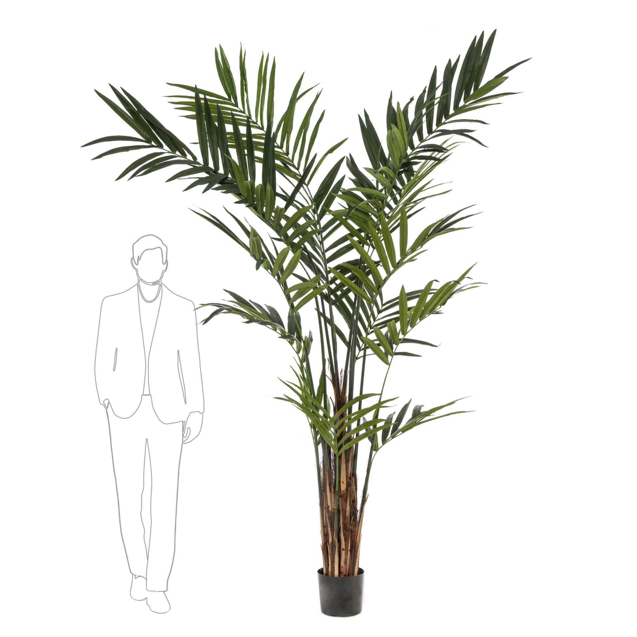 423954-Arbol_KENTIA_MAXI-1