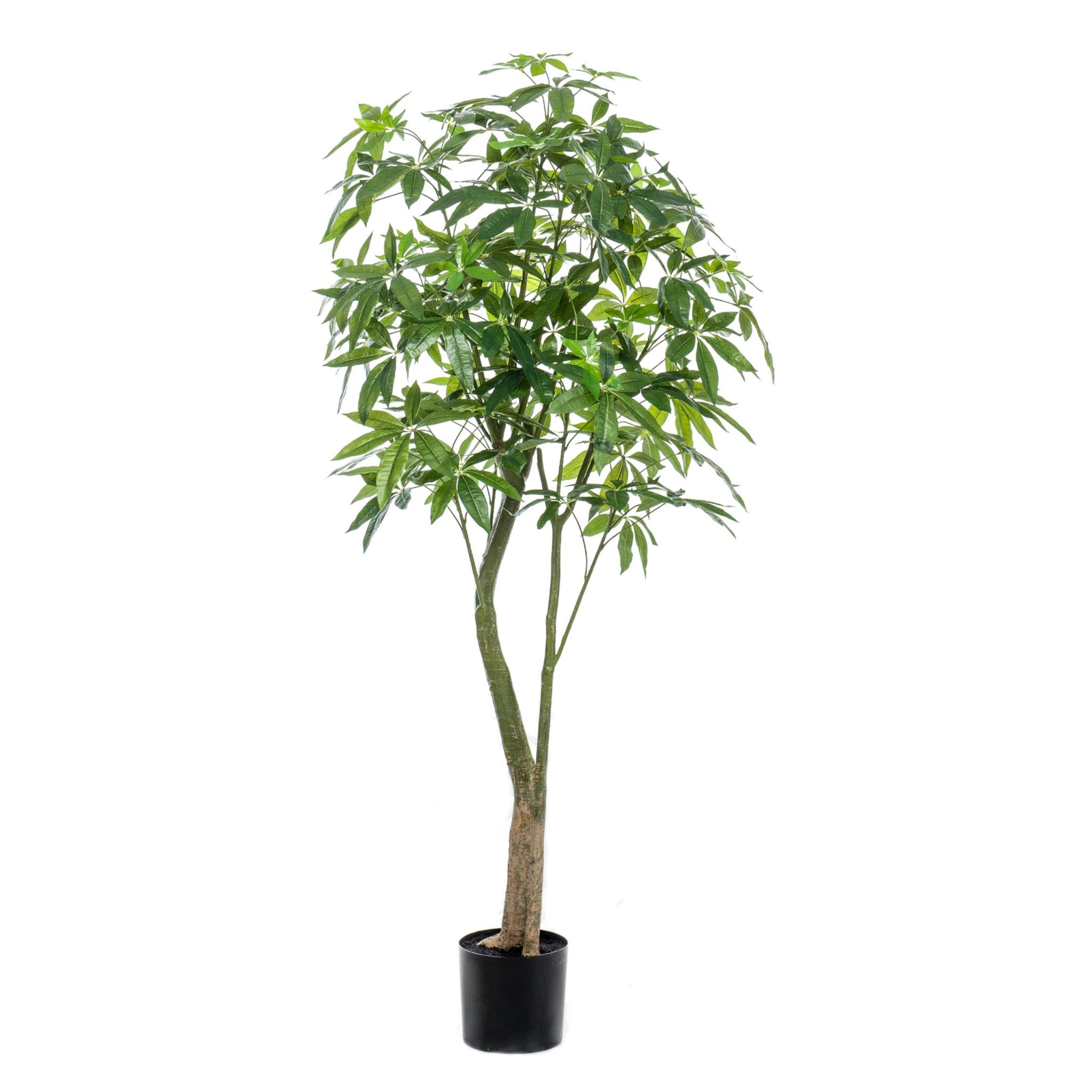 427678-Arbol_PACHIRA-180cm-scaled